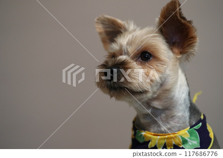 Yorkshire Terrier Mugi 117686776