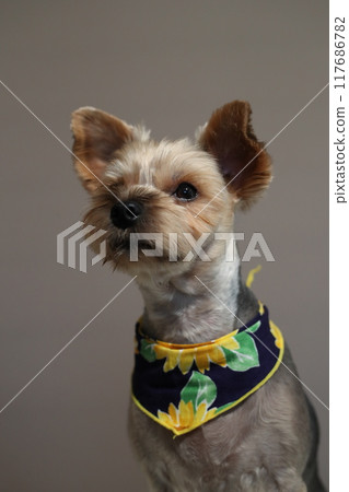 Yorkshire Terrier Mugi 117686782