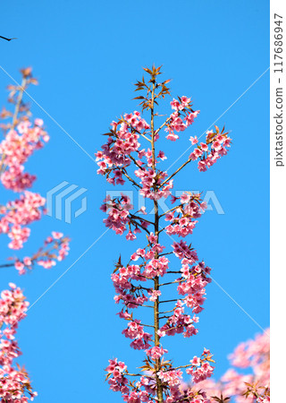 Thailand Sakura pink flower - Full pink cherry blossom on spring in the morning at Chiang Mai province, north of Thailand Thailand Sakura pink flower - Full pink cherry blossom on spring in the morning at Chiang Mai province, north of Thailand 117686947