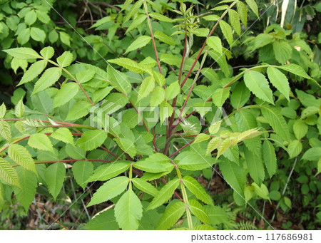 Nurdae 的芽和葉 117686981