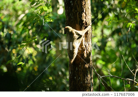 cynocephalus variegatus (Dermoptera)  in nature 117687006