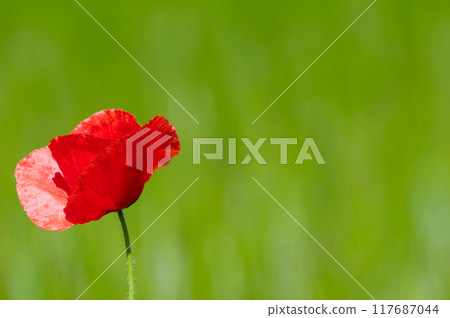 Red poppy Red poppy 117687044