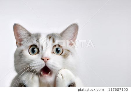 震驚的貓生成人工智慧 117687190