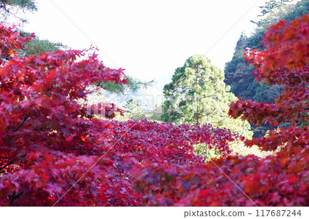 Oyama Temple Autumn leaves 117687244