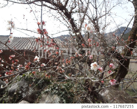 Plum blossoms blooming in the temple 117687255