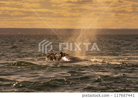 Sohutern right whale jumping, , Patagonia,Argentina 117687441