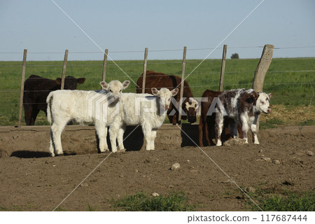 White Shorthorn calf , in Argentine countryside, La Pampa province, Patagonia, Argentina. White Shorthorn calf , in Argentine countryside, La Pampa province, Patagonia, Argentina. 117687444