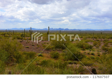 Sonora Desert Arizona Picacho Peak State Park Sonora Desert Arizona Picacho Peak State Park 117687507