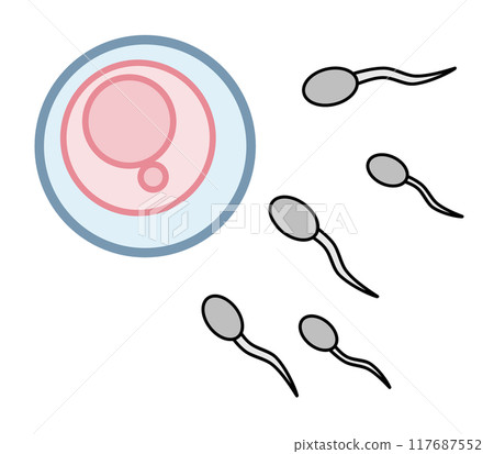 子宮內卵子和精子受精的圖示 子宮內卵子和精子受精的圖示 117687552