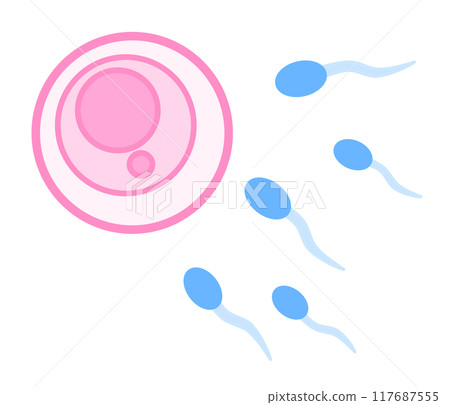 子宮內卵子和精子受精的圖示 子宮內卵子和精子受精的圖示 117687555