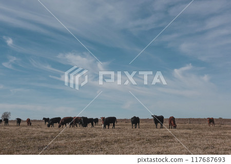 Cattle Herd  in Argentine countryside, La Pampa province, Patagonia, Argentina. 117687693