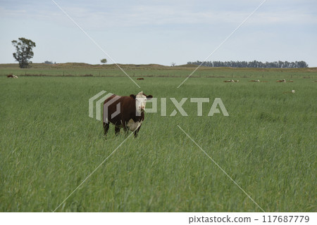 Cattle raising with natural pastures in Pampas countryside, La Pampa Province,Patagonia, Argentina. Cattle raising with natural pastures in Pampas countryside, La Pampa Province,Patagonia, Argentina. 117687779