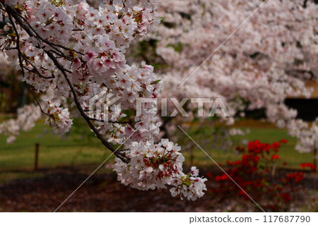 Cherry blossoms at Nijo castle Cherry blossoms at Nijo castle 117687790