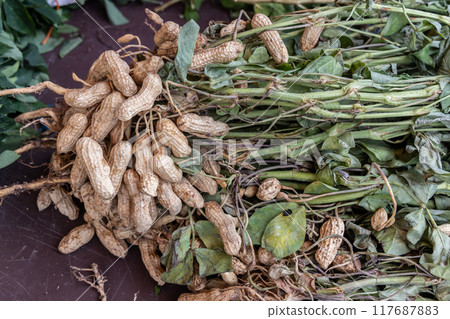 Freshly harvested groundnuts or peanuts from a farm with branch and leaves 117687883