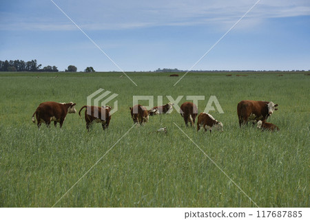 Cattle raising  with natural pastures in Pampas countryside, La Pampa Province,Patagonia, Argentina. 117687885