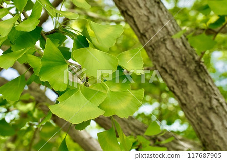 Young ginkgo leaves shining in the summer sunshine Young ginkgo leaves shining in the summer sunshine 117687905