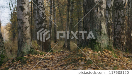 autumn wild park with birch trees low angle 117688130