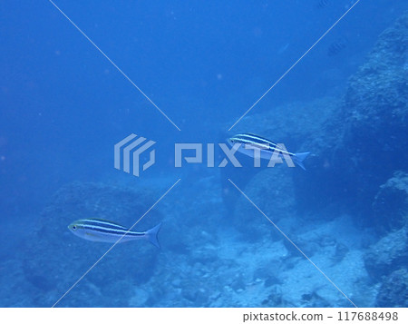 兩條魚在藍色的大海裡咕嚕咕嚕地游泳 117688498