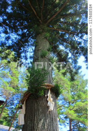 The "Matchmaking and Child-Treasure Cedar" at Misogi Shrine in Hokuto City, Yamanashi Prefecture The "Matchmaking and Child-Treasure Cedar" at Misogi Shrine in Hokuto City, Yamanashi Prefecture 117688584