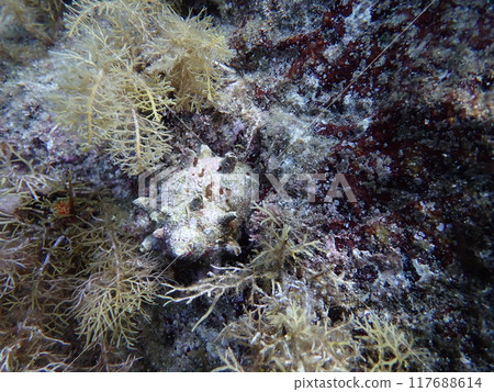 A turban shell with thorns clinging to a rock in the sea covered with seaweed A turban shell with thorns clinging to a rock in the sea covered with seaweed 117688614