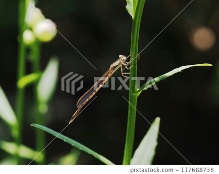 A damselfly resting on a stalk of a staghorn fern A damselfly resting on a stalk of a staghorn fern 117688738