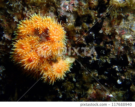 An open yellow coral clinging to a rock in the ocean An open yellow coral clinging to a rock in the ocean 117688940