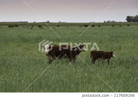 Cattle raising with natural pastures in Pampas countryside, La Pampa Province,Patagonia, Argentina. Cattle raising with natural pastures in Pampas countryside, La Pampa Province,Patagonia, Argentina. 117689166
