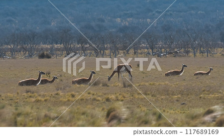 Lama animal, , in pampas grassland environment, La Pampa province, Patagonia, Argentina Lama animal, , in pampas grassland environment, La Pampa province, Patagonia, Argentina 117689169