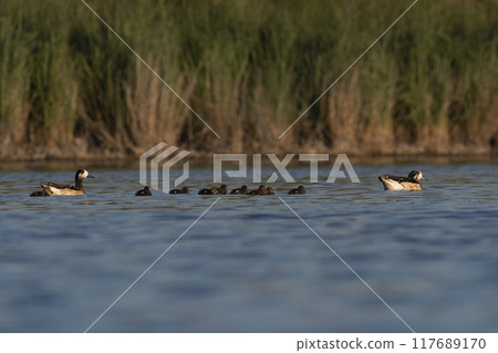 Southern wigeon, Anas sibilatrix, in marsh environment, La Pampa Province, Patagonia, Argentina. Southern wigeon, Anas sibilatrix, in marsh environment, La Pampa Province, Patagonia, Argentina. 117689170