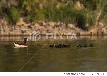 Southern wigeon, Anas sibilatrix, in marsh environment, La Pampa Province, Patagonia, Argentina. Southern wigeon, Anas sibilatrix, in marsh environment, La Pampa Province, Patagonia, Argentina. 117689171