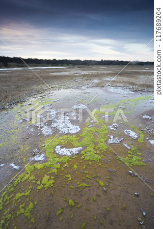 Saltpeter on the floor of a lagoon in a semi desert environment, La Pampa province, Patagonia, Argentina. 117689204