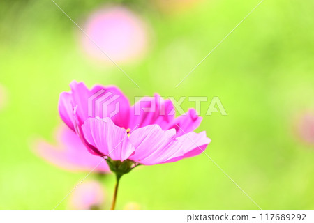 美麗的粉紅色波斯菊 美麗的粉紅色波斯菊 117689292