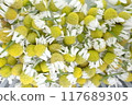 Chamomile 117689305