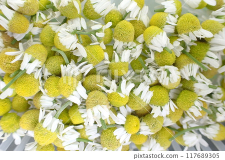 黃春菊 黃春菊 117689305