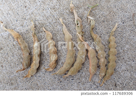零食豌豆(枯萎) 零食豌豆(枯萎) 117689306