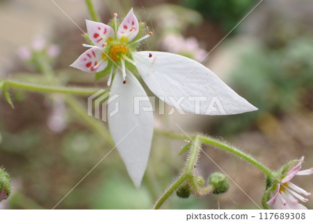 Yukinoshita 117689308