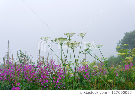 alpine meadow vegetation on a mountain slope inside a cloud 117690033