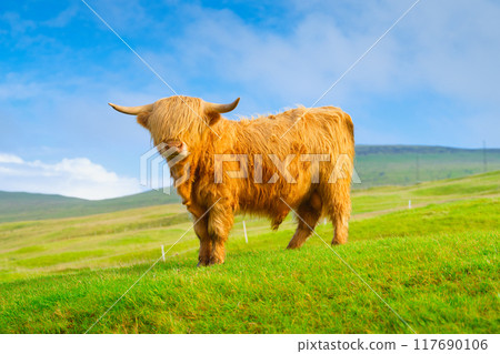 Highland bull in a meadow. Faroe Islands, Denmark. View of the field and animal. 117690106