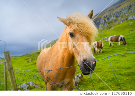 Highland horses in a meadow. Faroe Islands, Denmark. View of the field and animal. Highland horses in a meadow. Faroe Islands, Denmark. View of the field and animal. 117690110