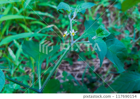 The cute white flowers of nightshade The cute white flowers of nightshade 117690154