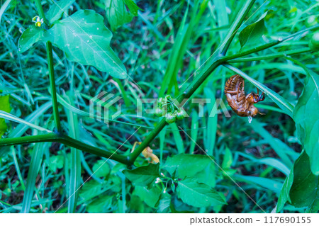 Green berries of nightshade and shells of brown cicadas Green berries of nightshade and shells of brown cicadas 117690155