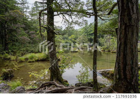 夏季的上高地，明神池/長野縣 117691036