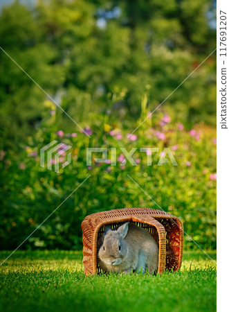 A gray rabbit peeks out from a wicker basket on a green lawn, surrounded by a vibrant garden with blooming flowers and lush greenery. A gray rabbit peeks out from a wicker basket on a green lawn, surrounded by a vibrant garden with blooming flowers and lush greenery. 117691207