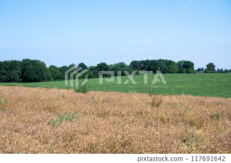 Hills with golden wheat fields around Timmendorfer strand, Germany 117691642