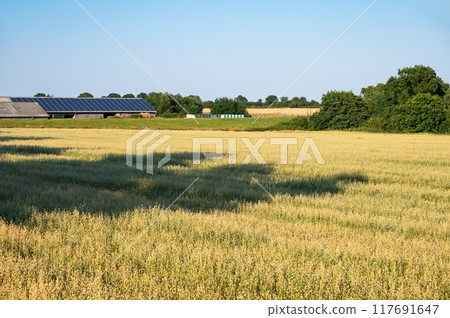 Agriculture with wheat fields at the seaside around Dahme, Germany 117691647