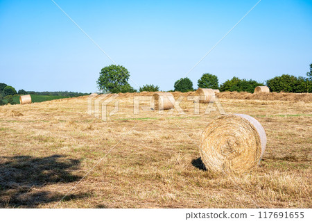 Hay stack roles at an harvested golden wheat field around Neustadt in Holstein, Germany Hay stack roles at an harvested golden wheat field around Neustadt in Holstein, Germany 117691655