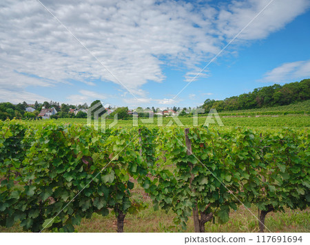 summer trip around Vienna, Austria 117691694