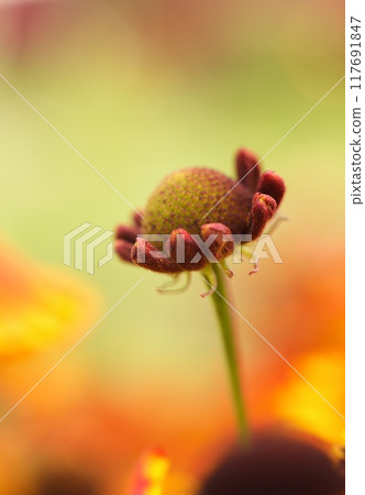 A beautiful young burgundy flower on a bright summer blurred background. Vertical Photo Beautiful Wallpaper Flowers Summer. High quality photo 117691847