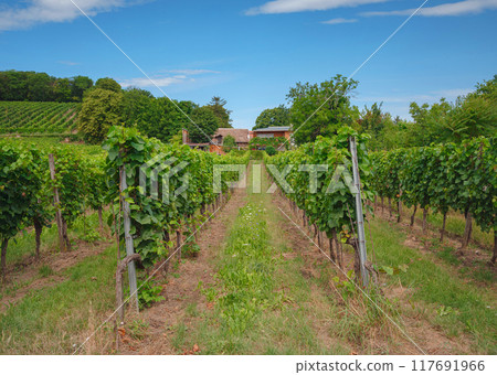 summer trip around Vienna, Austria 117691966