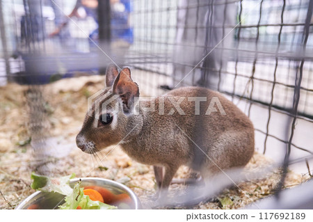 The Chacoan mara sits in a cage next to the vegetables. A hare-like herbivorous rodent. An aviary for an animal in a contact zoo. With space to copy. High quality photo 117692189
